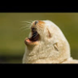 Meet your Posher, Chase